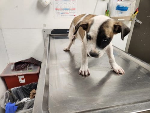 Photo of Trixie, adoptable Staffordshire Bull Terrier in Los Angeles, California