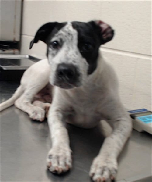 Photo of Freckles, adoptable Pointer in Fayetteville, North Carolina