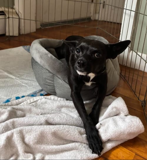 Photo of Izzy, adoptable Chihuahua in Cranston, Rhode Island