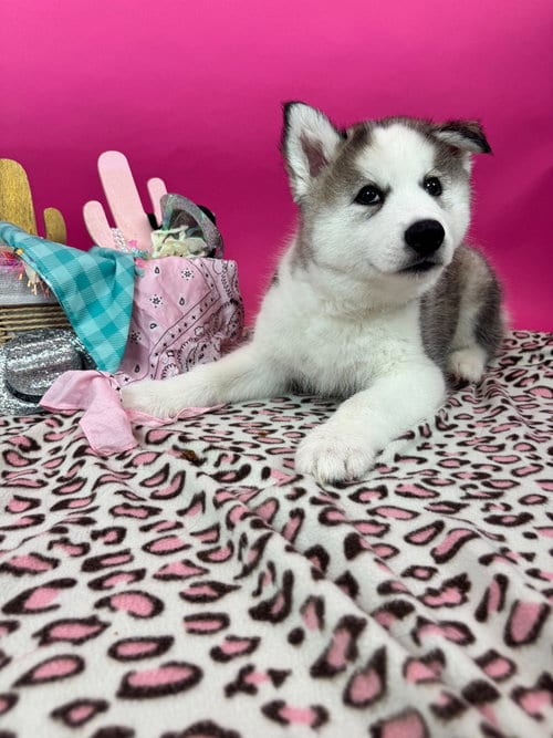 Photo of Applejack, adoptable Husky in Phoenix, Arizona