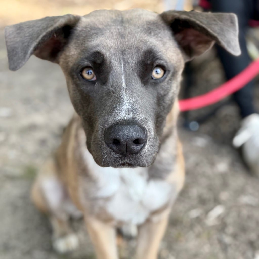 Photo of Thor, adoptable Labrador Retriever in Bloomfield, Connecticut