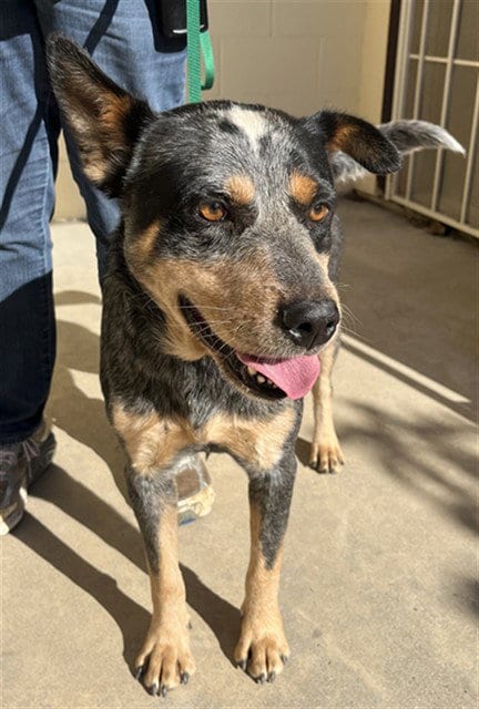Photo of Roscoe, adoptable Queensland Heeler in San Andreas, California