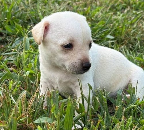 Photo of Callie (AL), adoptable Chihuahua in New York, New York