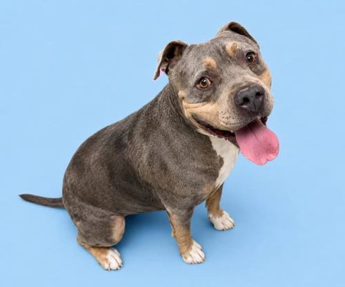 Photo of Kane, adoptable American Bulldog in HESPERIA, California