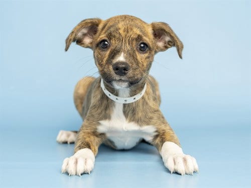 Photo of Brinley, adoptable American Pit Bull Terrier in Phoenix, Arizona