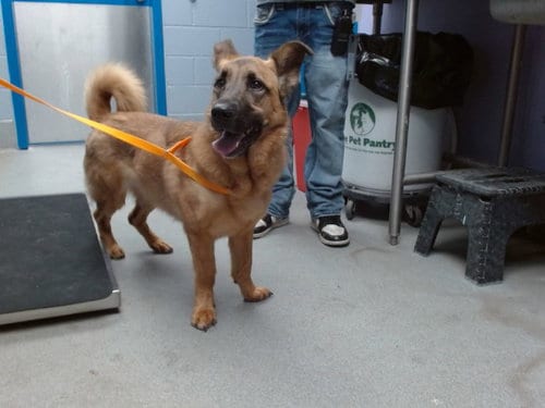 Photo of Belle, adoptable German Shepherd Dog in Albuquerque, New Mexico