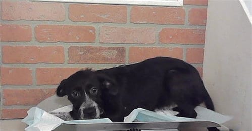 Photo of Bridget, adoptable Labrador Retriever in Houston, Texas