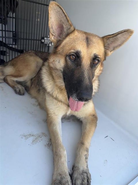 Photo of Senior German Shepherd Dog, adoptable German Shepherd Dog in Houston, Texas