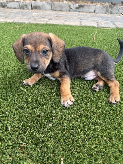 Photo of Trick or Treat, adoptable Dachshund in The Woodlands, Texas