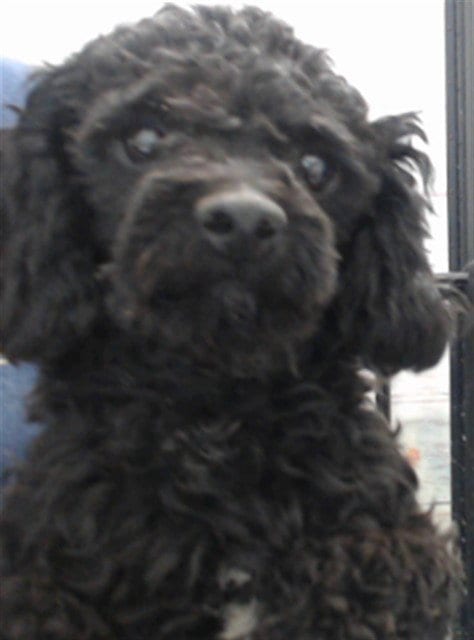 Photo of Donnie, adoptable Poodle (Miniature) in San Bernardino, California