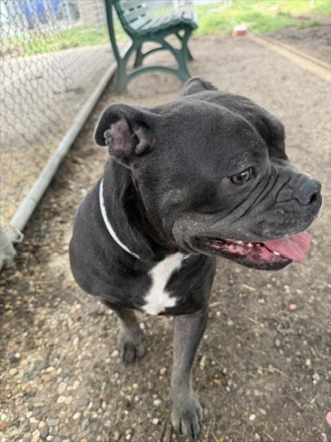 Photo of Zinnia, adoptable American Bulldog in Houston, Texas