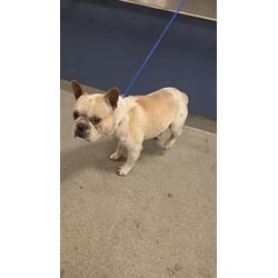 Photo of Shwam, adoptable French Bulldog in Doral, Florida