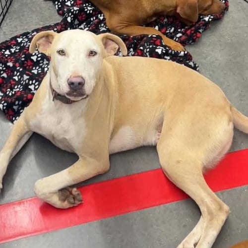 Photo of JP, adoptable American Bulldog in Mobile, Alabama
