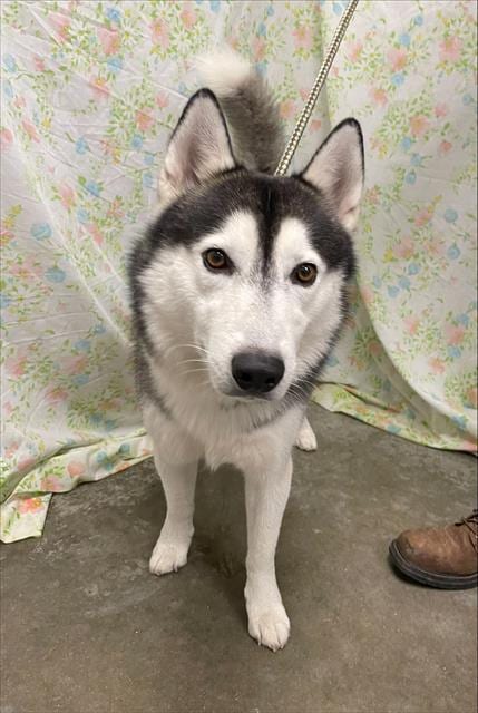 Photo of Togo, adoptable Husky in Rosenberg, Texas