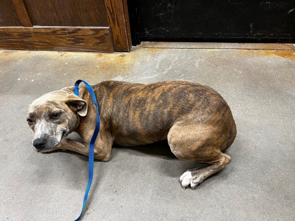Photo of Kona, adoptable Mixed Breed in Douglasville, Georgia
