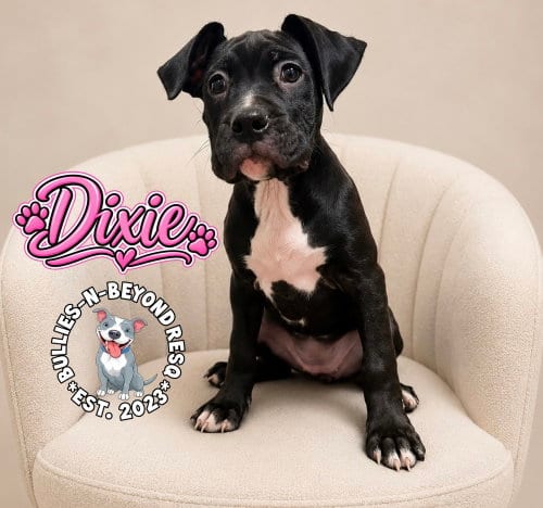 Photo of Dixie, adoptable Boxer in Omaha, Nebraska