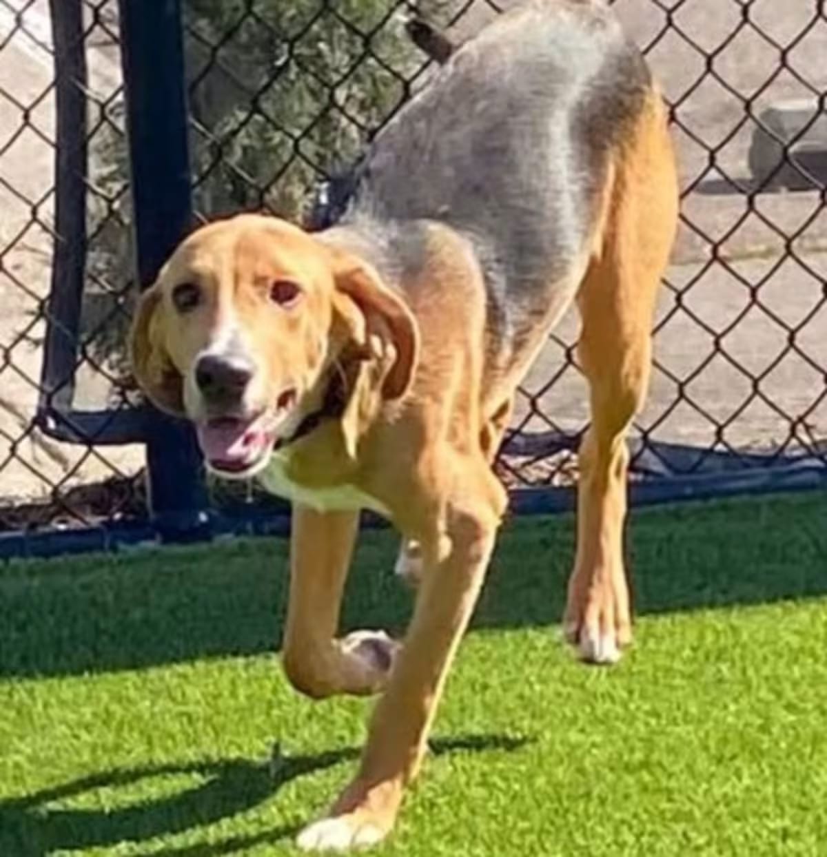Photo of Havoc, adoptable Hound (Unknown Type) in Chesapeake, Virginia