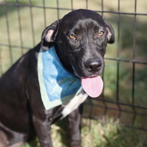 Photo of Anck-Su-Namun, adoptable Labrador Retriever in San Antonio, Texas