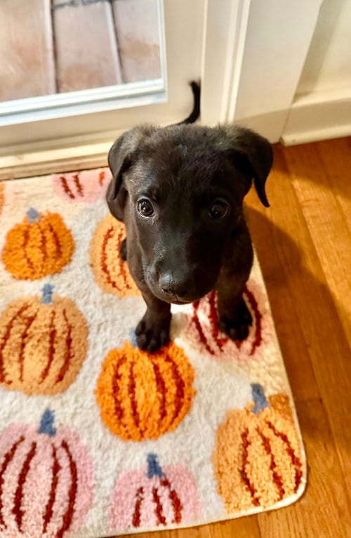 Photo of Willow, adoptable Labrador Retriever in Mooresville, North Carolina