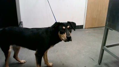 Photo of Nicky, adoptable dog in Farmington, New Mexico