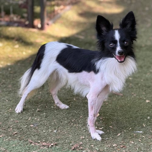 Photo of Bungee, adoptable Papillon in Garland, Texas