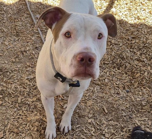 Photo of Marshmello, adoptable Pit Bull Terrier in Albuquerque, New Mexico