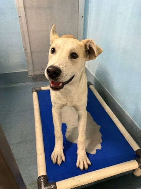 Photo of Herman, adoptable Labrador Retriever in Baldwin Park, California