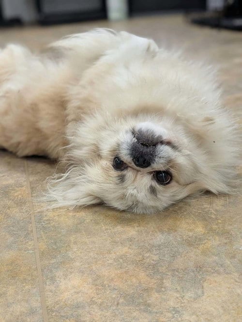 Photo of Lucky, adoptable Pekingese in Anchorage, Alaska