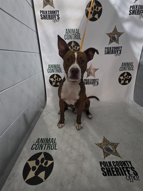 Photo of Gilbert, adoptable Bulldog in Winter Haven, Florida