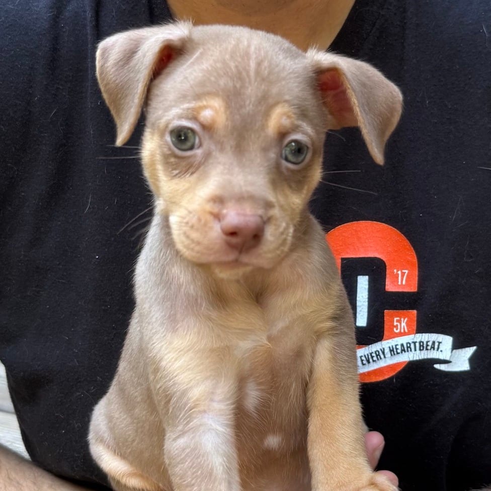 Photo of Chip, adoptable Terrier / Mixed Breed (Medium) in Raleigh area, North Carolina