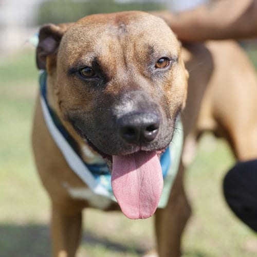 Photo of Little John, adoptable Mastiff in San Antonio, Texas