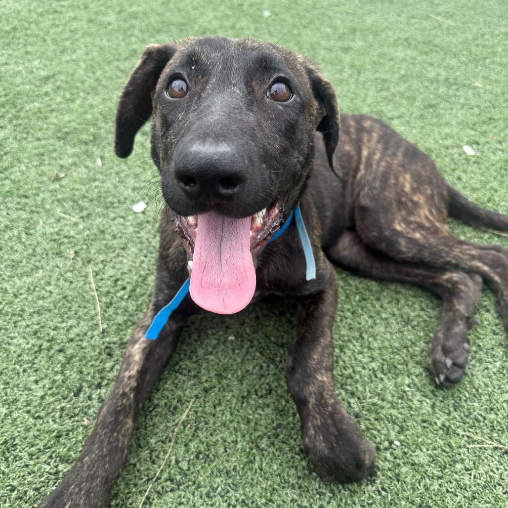 Photo of Bent, adoptable Mixed Breed (Medium)