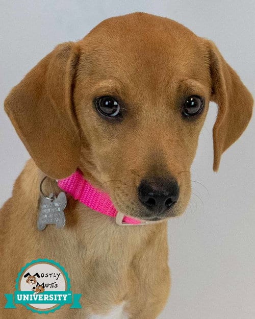 Photo of Marsha, adoptable Beagle in Kennesaw, Georgia
