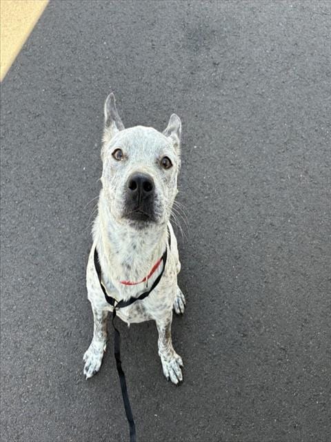 Photo of Dorita, adoptable Australian Cattle Dog/Blue Heeler in Mesa, Arizona