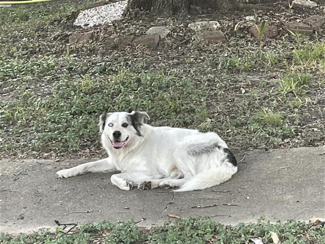 Photo of Senior Australian Shepherd, adoptable Australian Shepherd in Houston, Texas