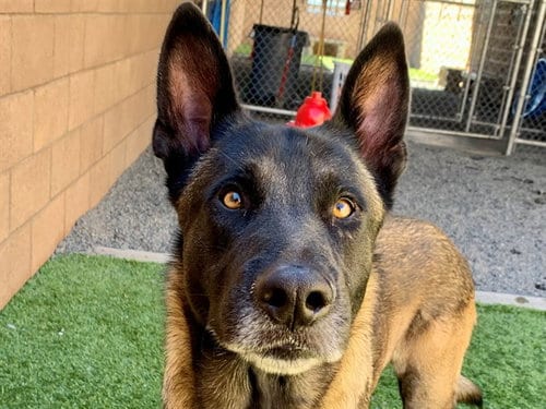 Photo of Toronto, adoptable Belgian Shepherd Malinois in Moreno Valley, California