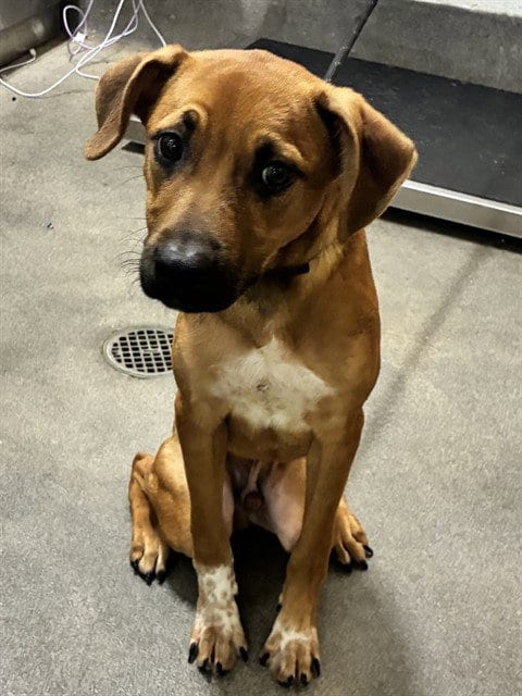 Photo of Tank, adoptable German Shepherd Dog in Forestville, Maryland