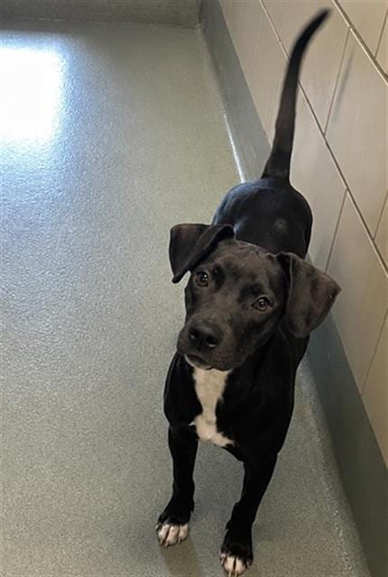 Photo of Spaghettios, adoptable Labrador Retriever in Baytown, Texas