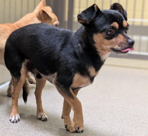 Photo of Gully, adoptable Chihuahua in Denver, Colorado