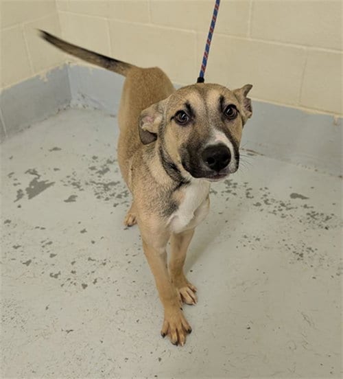 Photo of Fritter, adoptable Belgian Shepherd Malinois in Conroe, Texas
