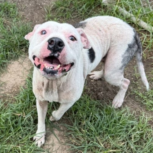 Photo of Snow, adoptable Staffordshire Bull Terrier in Houston, Texas