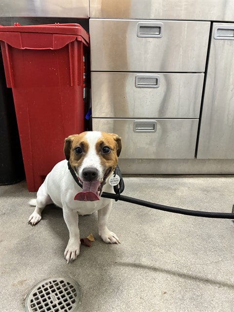 Photo of Barry, adoptable Jack Russell Terrier (Parson Russell Terrier) in Forestville, Maryland