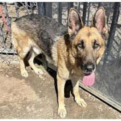 Photo of Titan, adoptable Shepherd (Unknown Type) in Jurupa Valley, California