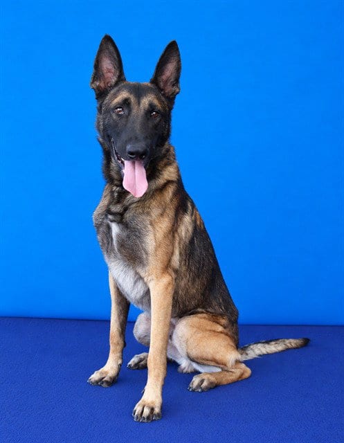 Photo of Boba, adoptable Belgian Shepherd Malinois in Baldwin Park, California