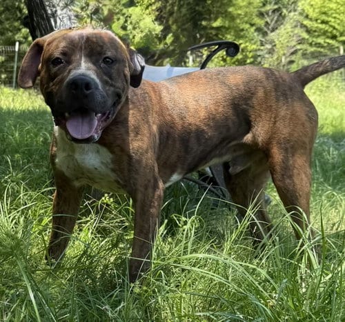 Photo of Pollie, adoptable Pit Bull Terrier in Wetumpka, Alabama