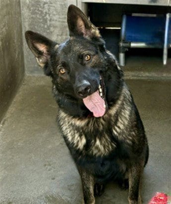 Photo of Grettel, adoptable German Shepherd Dog in Van Nuys, California