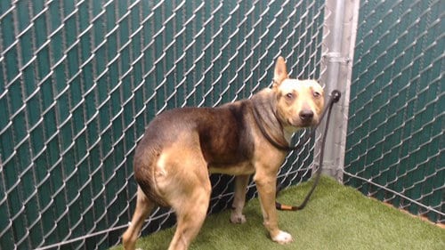 Photo of Cyril, adoptable German Shepherd Dog in Downey, California
