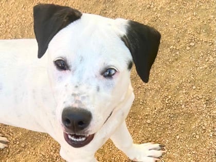 Photo of Happy Feet, adoptable dog in Georgetown, Texas