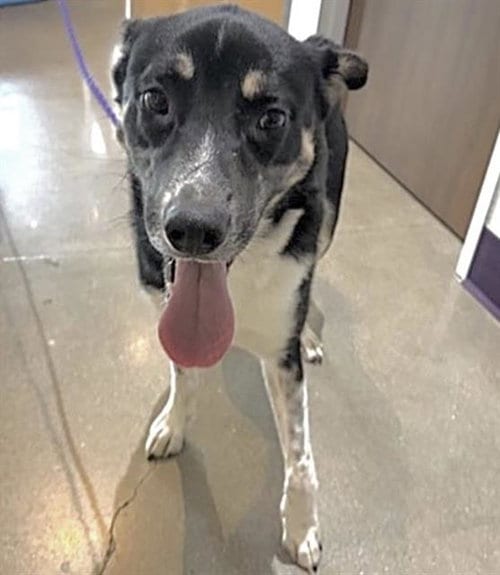 Photo of John, adoptable German Shepherd Dog in Houston, Texas