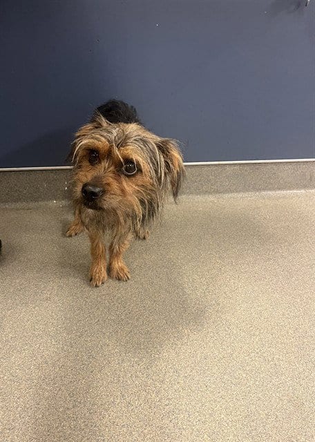 Photo of Umi, adoptable Yorkshire Terrier Yorkie in Miami, Florida